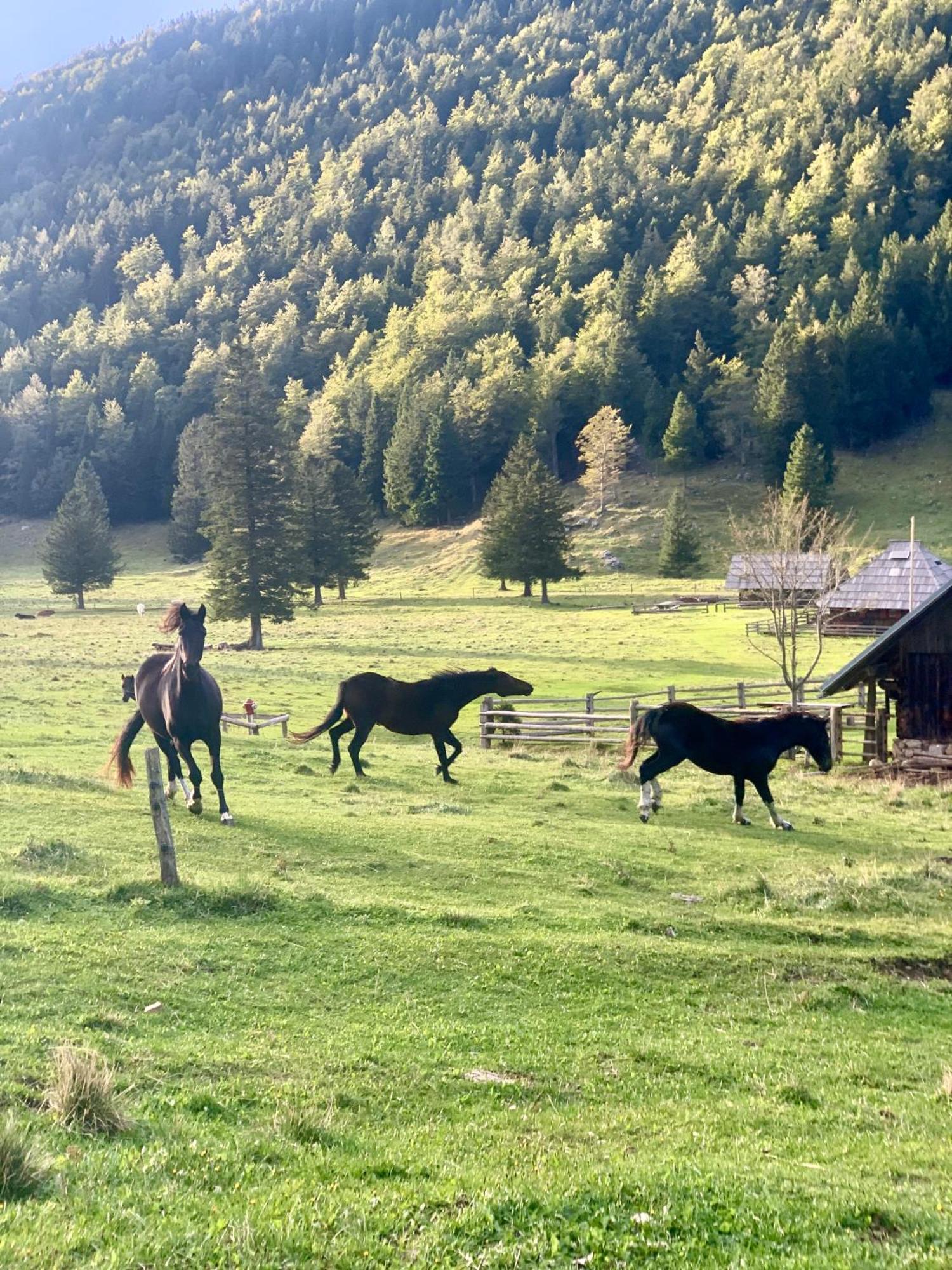 Velika Planina - Chalet Stane - Alps Stahovica Zewnętrze zdjęcie