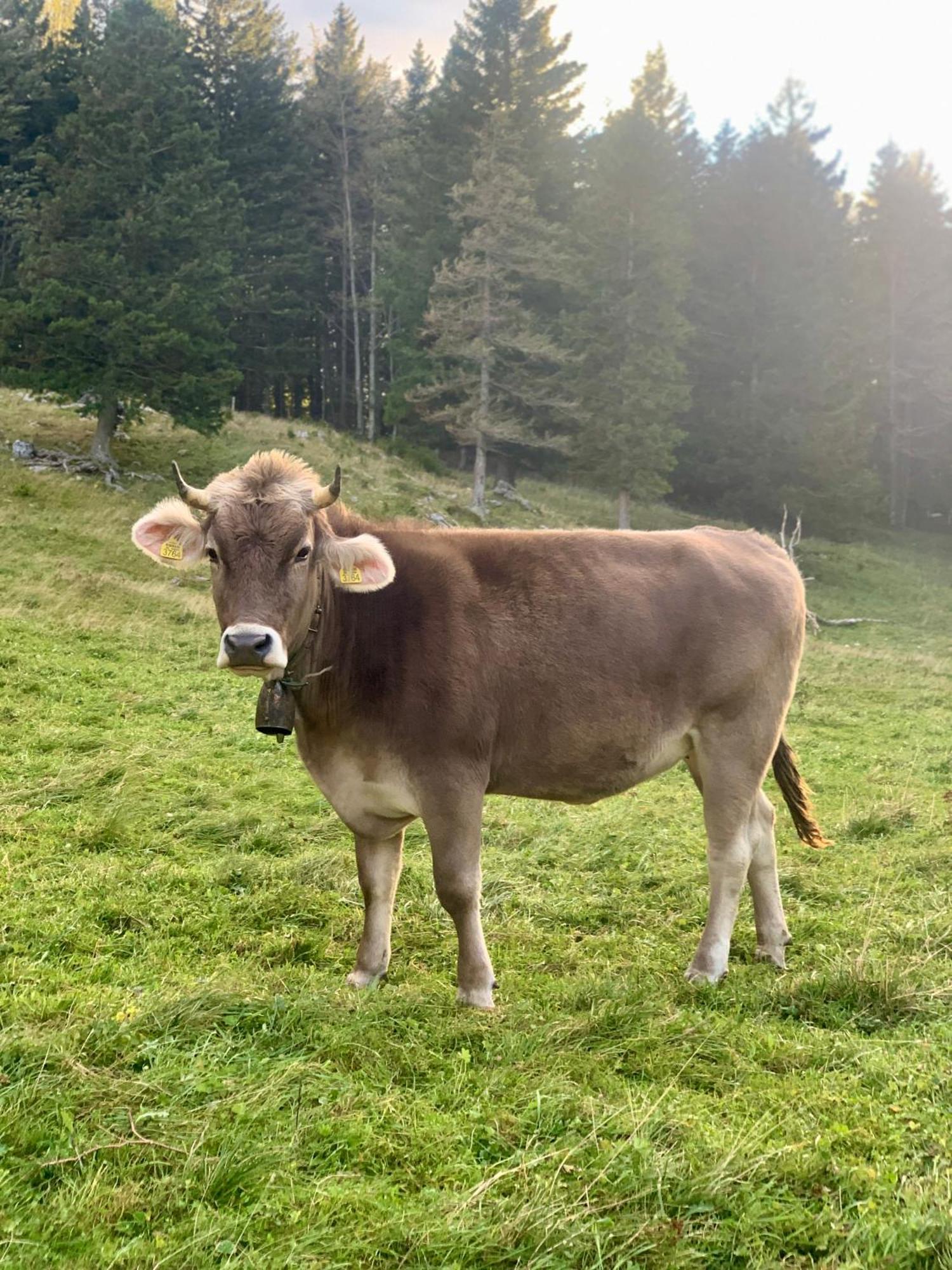 Velika Planina - Chalet Stane - Alps Stahovica Zewnętrze zdjęcie