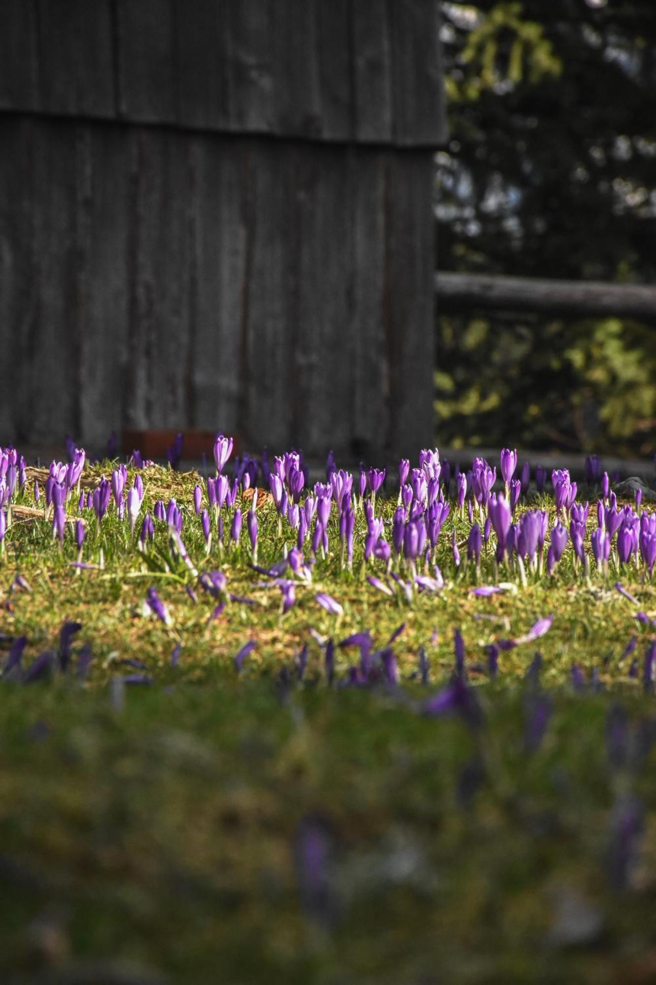 Velika Planina - Chalet Stane - Alps Stahovica Zewnętrze zdjęcie