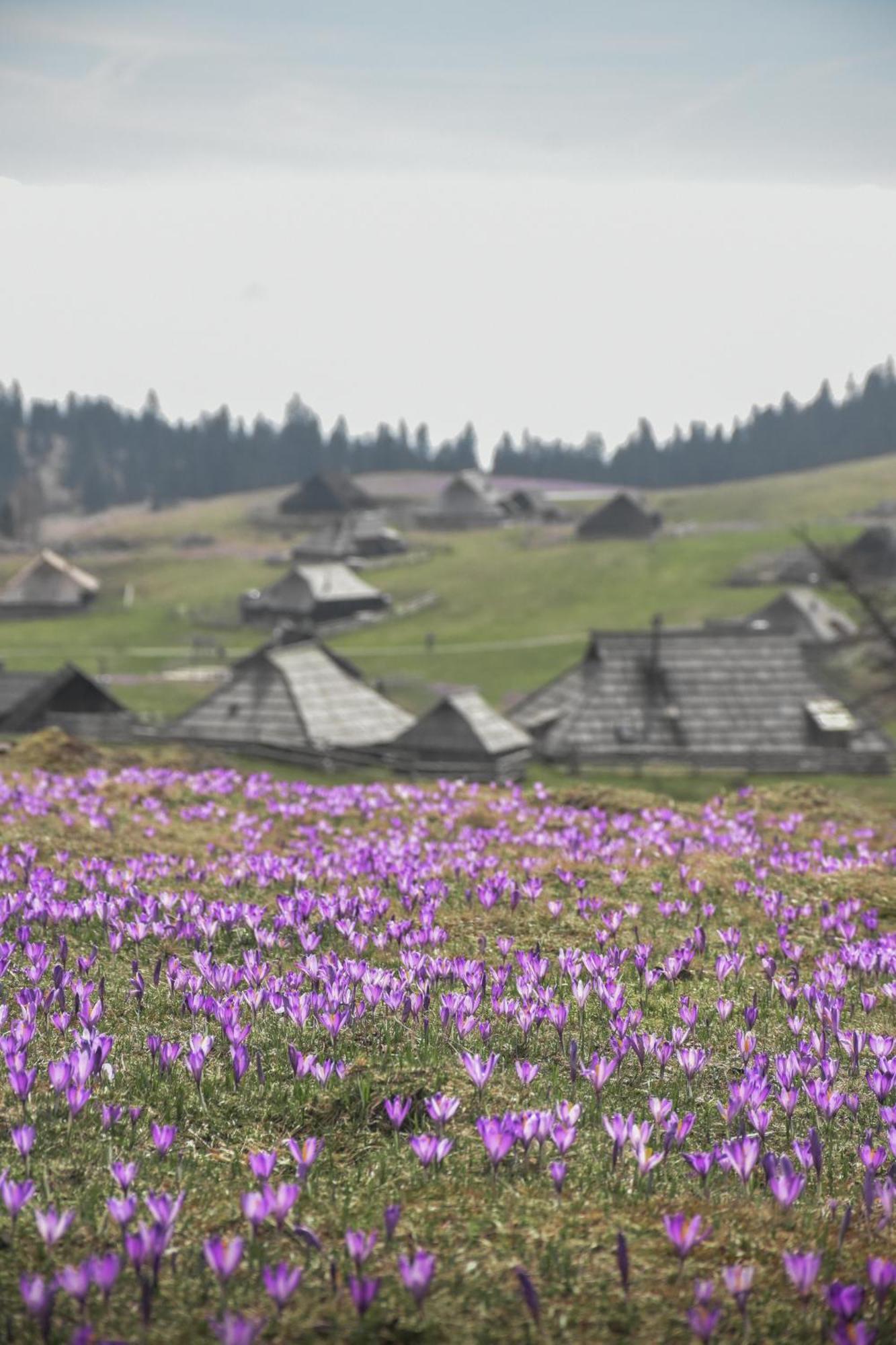 Velika Planina - Chalet Stane - Alps Stahovica Zewnętrze zdjęcie